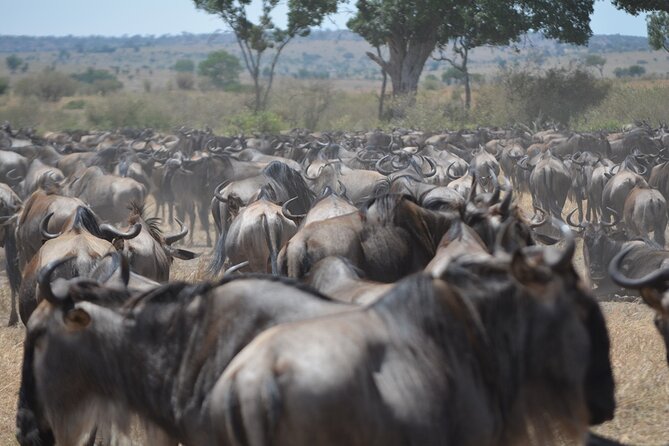4 Days Tanzania Lodge Safari With Two Nights at Serengeti - Day one: Tarangire’s elephants and rare species