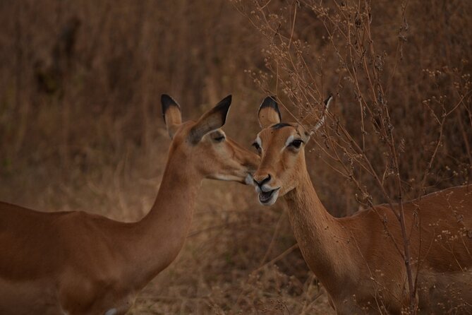 4 Days Tanzania Lodge Safari With Two Nights at Serengeti - Day four: The Ngorongoro Crater finale
