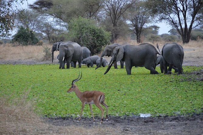 4 Days Tanzania Lodge Safari With Two Nights at Serengeti - What $2,180 includes, and what it leaves out