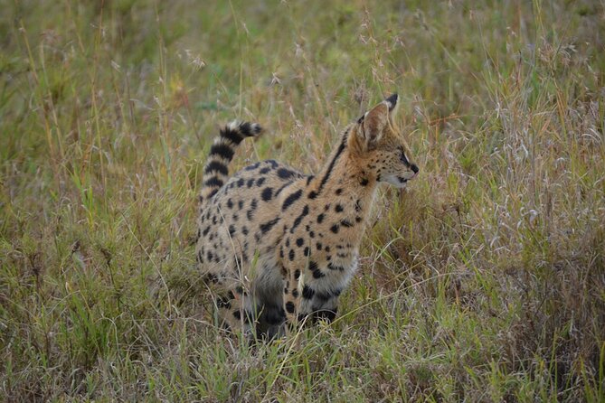 4 Days Tanzania Lodge Safari With Two Nights at Serengeti - The guide can make or break the game drives