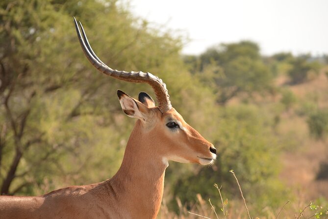 4 Days Tanzania Lodge Safari With Two Nights at Serengeti - Who should book this safari?