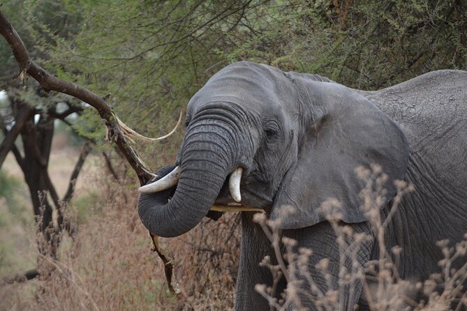 4 Days Tanzania Lodge Safari With Two Nights at Serengeti - Should you book the four-day Serengeti safari?