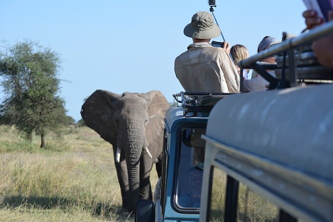 4 Days Tanzania Lodge Safari With Two Nights at Serengeti - Day three: Sunrise in Seronera, then an afternoon drive