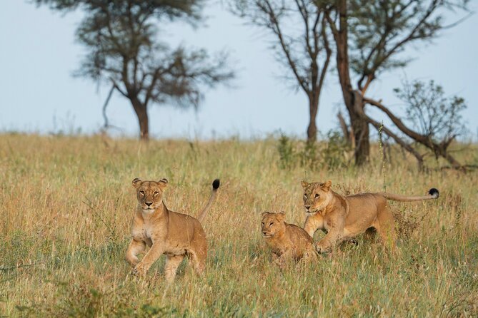 4 Days Tarangire, Serengeti and Ngorongoro Mid-Range Group Safari - Key points at a glance