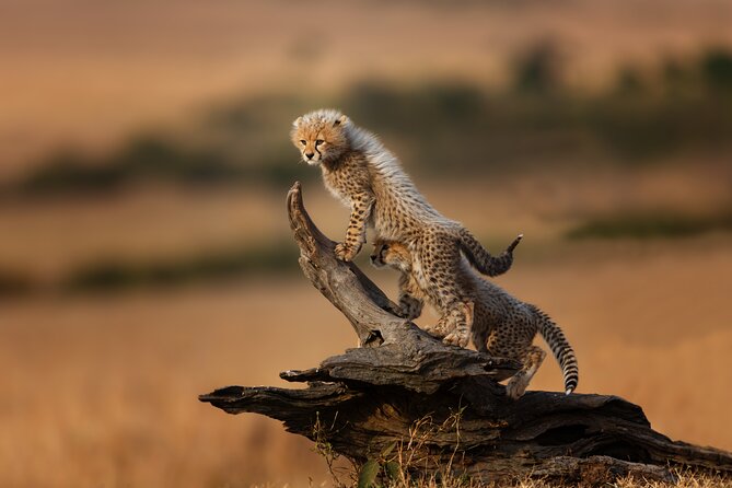 4 Days Tarangire, Serengeti and Ngorongoro Mid-Range Group Safari - Three parks in four days from Arusha