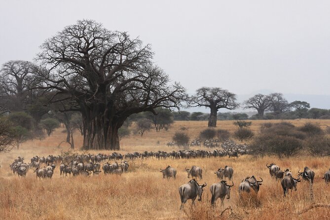 4 Days Tarangire, Serengeti and Ngorongoro Mid-Range Group Safari - Day 3: A second Serengeti game drive, then toward the crater