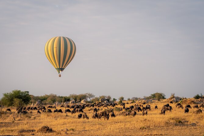 4 Days Tarangire, Serengeti and Ngorongoro Mid-Range Group Safari - The guide can make or break the safari