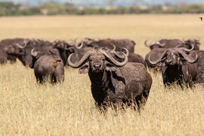 4 Days Tarangire, Serengeti and Ngorongoro Mid-Range Group Safari - Day 1: Tarangire’s elephants and baobab country