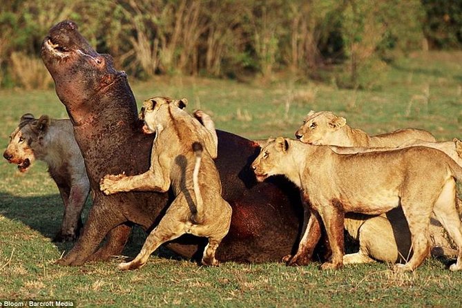 4 Days Tarangire Serengeti Ngorongoro Crater - Small group size, guide support, and the camping style