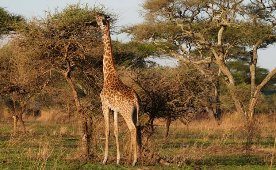 4 Days Tarangire, Serengeti, Ngorongoro Group Camping Safari - What four days really gives you
