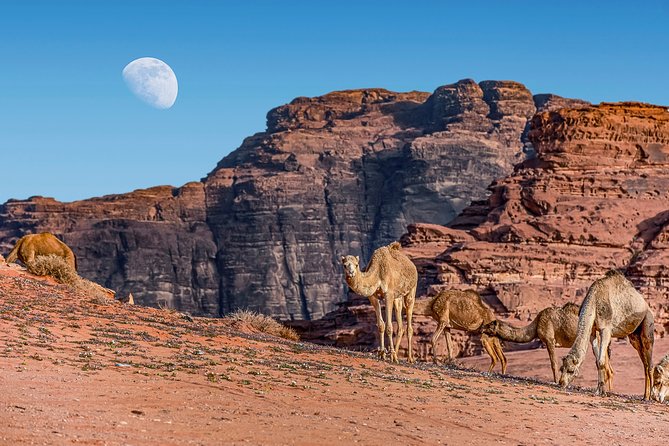 4-Night Jordan Wonders Amman Hotel:Petra,Wadi Rum,Aqaba& Dead Sea - Day 2 night: Dinner and a tent in Wadi Rum