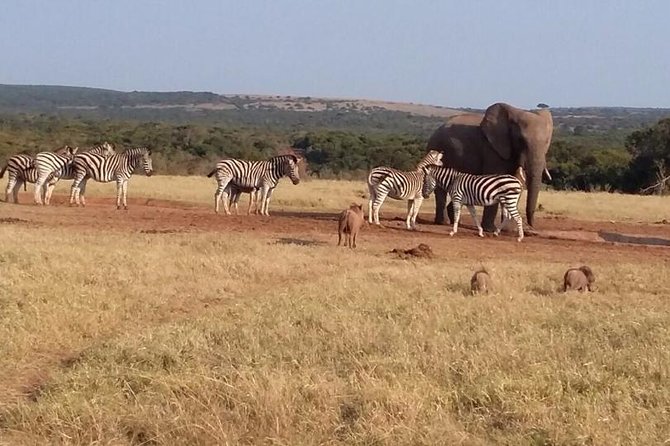 5 Day Cape to Addo Safari - Garden Route Small Group Tour - Why this Cape Town to Addo route works