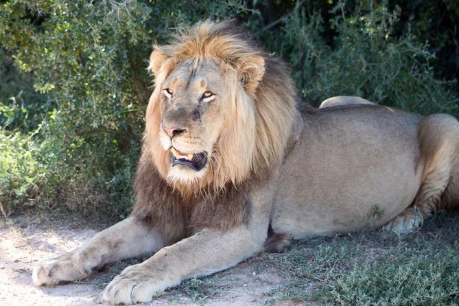 5 Day Cape to Addo Safari - Garden Route Small Group Tour - Day 3: Primates, Bloukrans Bridge, and Tsitsikamma