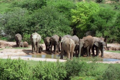 5 Day Cape to Addo Safari – Garden Route Small Group Tour