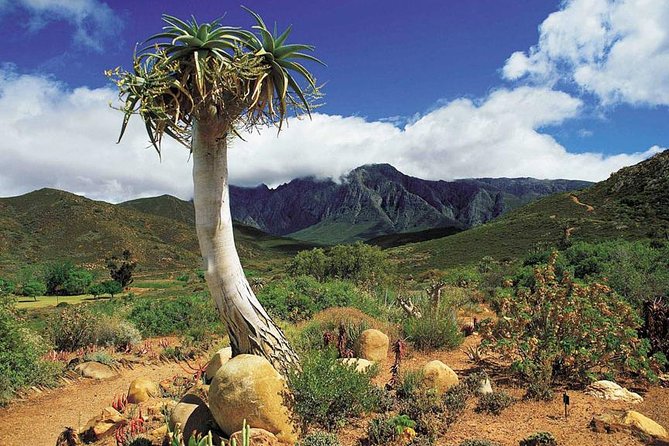 5 Day Cape to Addo Safari - Garden Route Small Group Tour - Day 4: Jeffreys Bay and the Addo safari