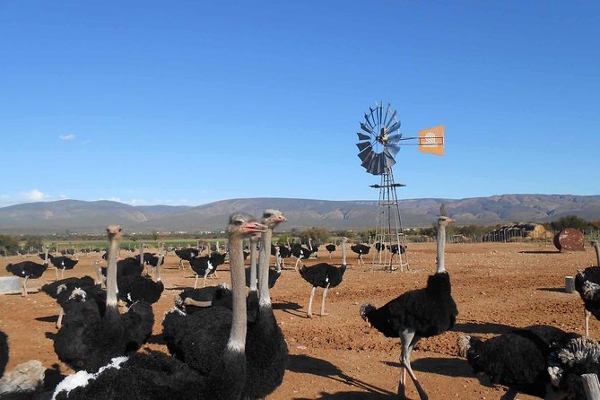 5 Day Garden Route and Addo Safari - Best of South Africa Small Group Tour - Why this route works in only five days