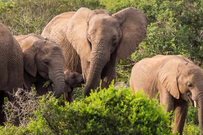 5 Day Garden Route and Addo Safari - Best of South Africa Small Group Tour - Is $575.13 good value?