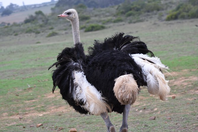 5 Day Garden Route Tour and Addo Elephant National Park - Day 4: Bloukrans and an evening safari