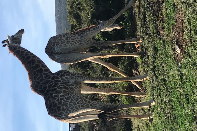 5 Day Garden Route Tour and Addo Elephant National Park - Day 5: Morning animals and Hermanus whales