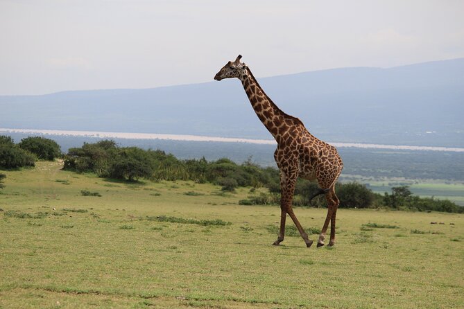 5-Day Highlights mid-Range Crater, Serengeti, Tarangire - Day 3: Ngorongoro Crater is the wildlife centerpiece