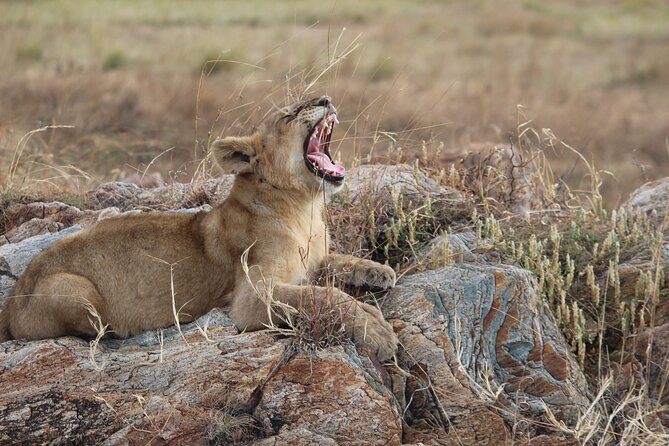 5-Day Highlights mid-Range Crater, Serengeti, Tarangire - Day 5: Lake Manyara adds birds, forest, and cliffs