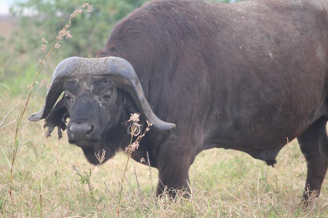 5-Day Highlights mid-Range Crater, Serengeti, Tarangire - The guide can shape your entire safari