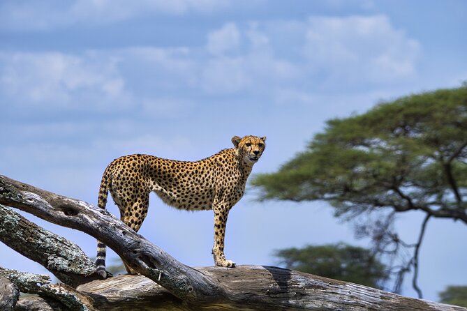 5-Day Highlights mid-Range Crater, Serengeti, Tarangire - Accommodation, meals, and comfort level