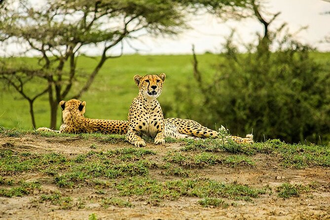 5-Day Ngorongoro Crater and Lake Manyara Safari from Arusha - Day 3: Sunrise predators, then back toward Ngorongoro
