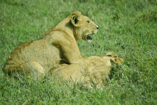 5-Day Ngorongoro Crater and Lake Manyara Safari from Arusha - Day 5: Lake Manyara’s forest and flamingoes
