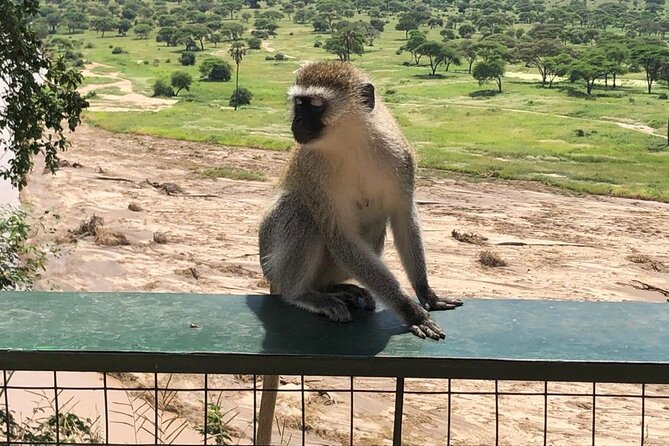 5-Day Ngorongoro Crater and Lake Manyara Safari from Arusha - What the $1,150 price really covers