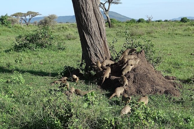 5-Day Ngorongoro Crater and Lake Manyara Safari from Arusha - The guide and cook can shape the whole safari