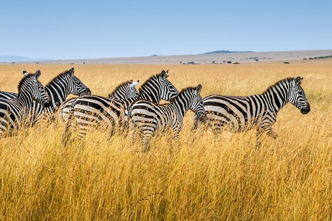 5-Day Ngorongoro Crater and Lake Manyara Safari from Arusha - Day 1: Tarangire’s elephants and a long first day