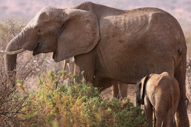 5 day safari Tarangire Serengeti and Ngorongoro crater - Five days, three famous parks, and a lot of road time