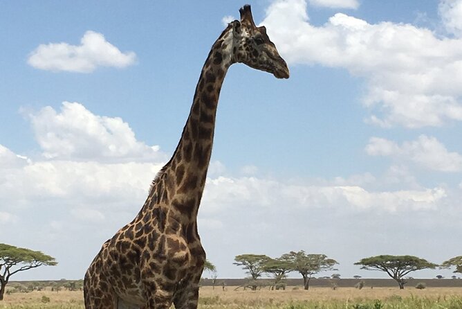5 day safari Tarangire Serengeti and Ngorongoro crater - Day 1: Tarangire’s elephants beneath giant baobabs