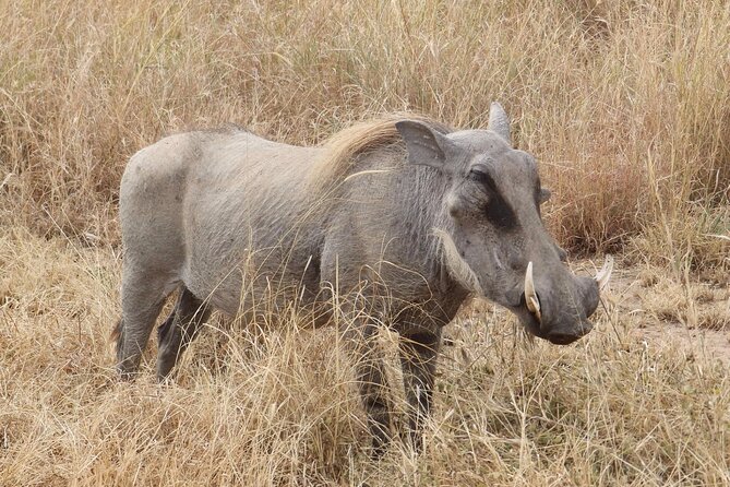 5 day safari Tarangire Serengeti and Ngorongoro crater - Day 4: One last Serengeti morning, then toward Ngorongoro