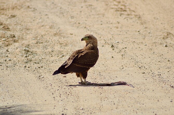 5 day safari Tarangire Serengeti and Ngorongoro crater - Day 5: Ngorongoro Crater and the return to Arusha