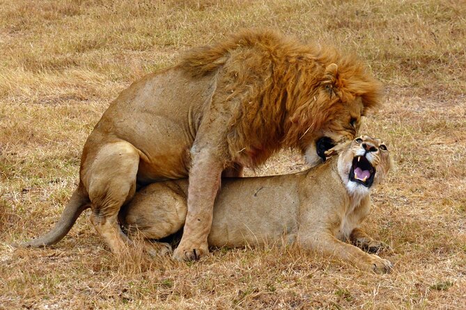 5 day safari Tarangire Serengeti and Ngorongoro crater - Day 3: A full Serengeti game drive