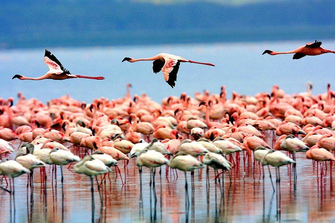 5 Days 4 Nights Tarangire, Serengeti , Ngorongoro & Manyara Wildlife Safari - The vehicle, guide, and private format
