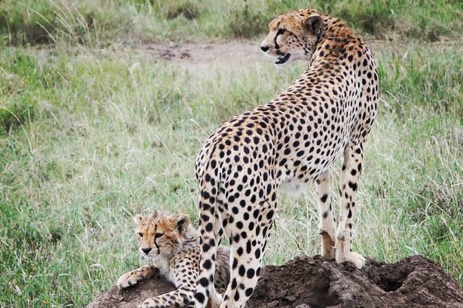 5 days safari, hiking & culture (Serengeti & kilimanjaro) - Day three: an early start in Seronera