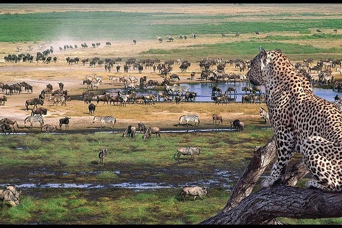 5 Days Serengeti Camping Safari - Day 3: Early Serengeti wildlife and a moving camp