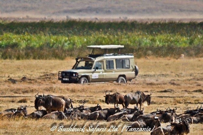 5 Days Serengeti Camping Safari - Day 4: Ngorongoro Crater and the search for rhino