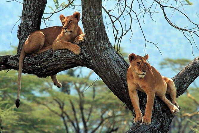 5 Days Serengeti Camping Safari - What the $1,100 price really covers