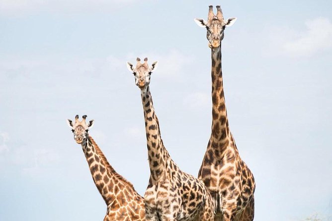 5 days serengeti, ngorongoro, tarangire & manyara lodge tour - Serengeti: the centerpiece of the safari