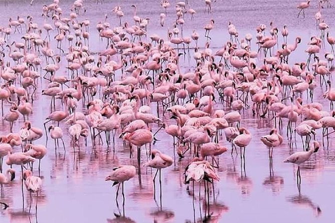 5 days serengeti, ngorongoro, tarangire & manyara lodge tour - Ngorongoro: concentrated wildlife in a volcanic setting
