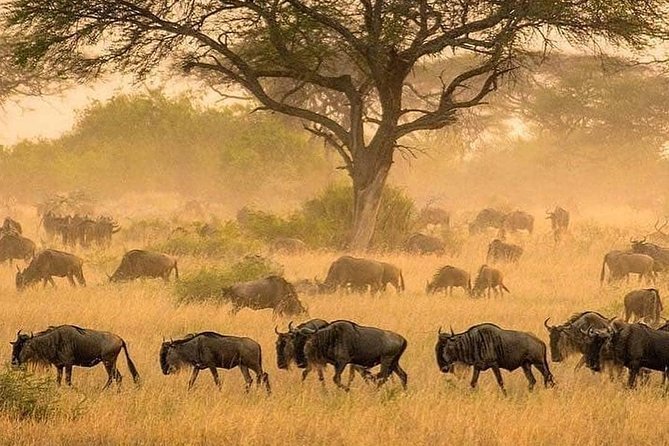 5 days serengeti, ngorongoro, tarangire & manyara lodge tour - Tarangire: a strong opening day for elephants
