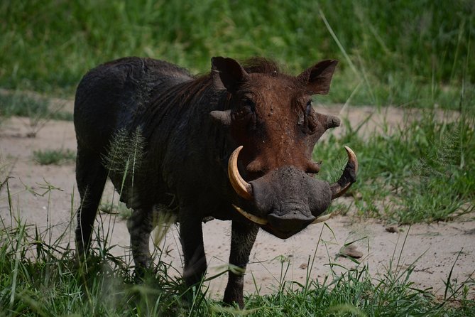 5days Tanzania Safari lodge and camping Serengeti, Tarangire & Ngorongoro Crater - Day 3: From Karatu highlands to the Serengeti plains