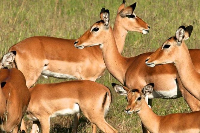 5days Tanzania Safari lodge and camping Serengeti, Tarangire & Ngorongoro Crater - What the $1,254 price really covers