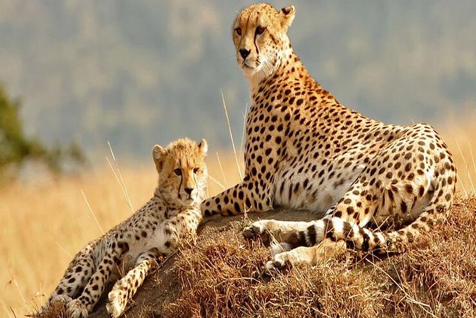 5days Tanzania Safari lodge and camping Serengeti, Tarangire & Ngorongoro Crater - Guides, food, and the human side of the trip