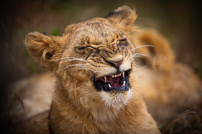 5Hrs Nairobi National Park MorningEvening gamedrive 4x4 vehicle - Nairobi National Park, safari country beside the city