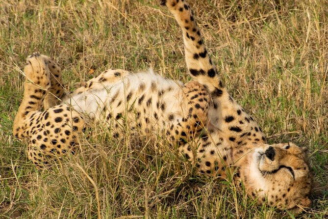 5Hrs Nairobi National Park MorningEvening gamedrive 4x4 vehicle - Animals you might see in four hours